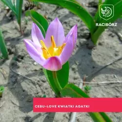 Cebu-love kwiatki Agatki