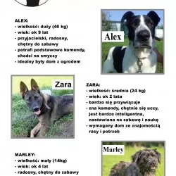 Adoptuj przyjaciela ze schroniska