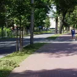 Nowe przepisy w sprawie wycinki drzew