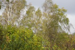 Prognoza niebezpiecznych zjawisk meteorologicznych