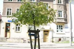 Zazieleniamy Racibórz. Przyłączycie się?
