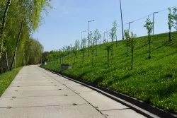 Posadzimy ponad 800 drzew!