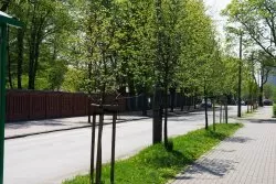 Prawie 1000 drzew posadzimy po 14 listopada!
