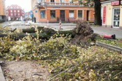Stanowisko Prezydenta Miasta w sprawie wycinki drzew