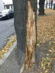 Informacja o wycince drzew przy Placu Bohaterów