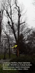 Informujemy o wycince drzew zagrażających bezpieczeństwu mieszkańców