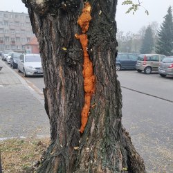 Niebezpieczne drzewo zostanie wycięte