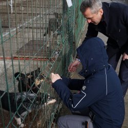 Prezydent interweniuje w sprawie psów