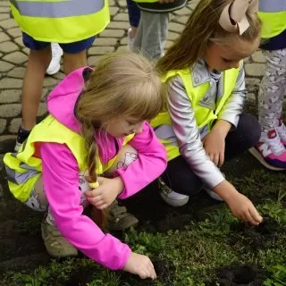 Miasto wraz z dziećmi i mieszkańcami zasadziło krokusy