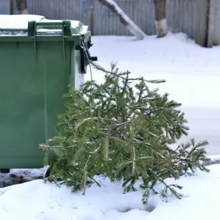 Odbiór żywych choinek 6 lutego