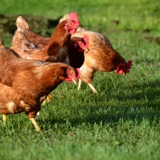 Zalecenia w sprawie grypy ptaków