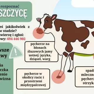 Pryszczyca - najważniejsze informacje