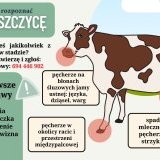 Pryszczyca - najważniejsze informacje