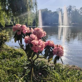 Park Roth rozkwita! 135 nowych azalii cieszy oczy mieszkańców