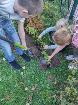 Wykonywanie nowych nasadzeń