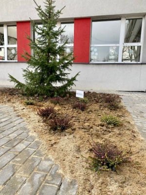 Nowe nasadzenia