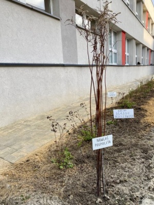 Nowe nasadzenia