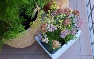 Laureaci w Kategorii Balkon (7)