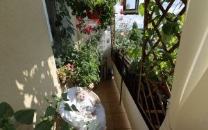 Wyróżnienia Zielono Mi w kategorii balkon (11)