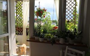 Wyróżnienia Zielono Mi w kategorii balkon (14)