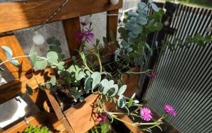 Wyróżnienia Zielono Mi w kategorii balkon (19)