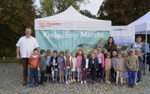 Akcja sadzenia krokusów (2)