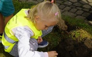 Akcja sadzenia krokusów (10)