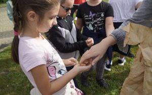 Akcja sadzenia krokusów (14)