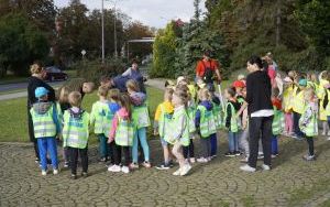 Akcja sadzenia krokusów (10)