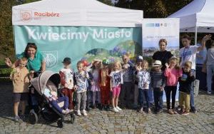 Akcja sadzenia krokusów (1)