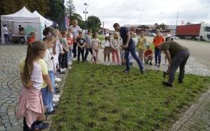 Akcja sadzenia krokusów (14)