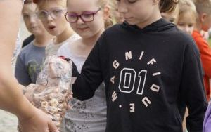 Akcja sadzenia krokusów (1)