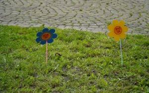 Akcja sadzenia krokusów (10)