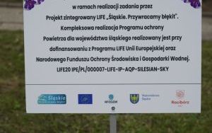 Akcja sadzenia krokusów (11)