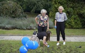 Akcja sadzenia krokusów (2)