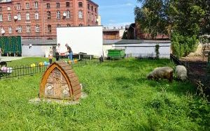 amy lato, witamy jesień - Święto Dyni w Ogródku Jordanowskim (9)