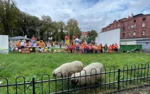 Miejskie Święto Dyni (12)