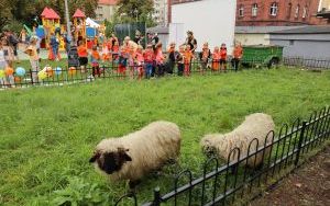 Święto Dyni przeżyjmy to jeszcze raz (7)