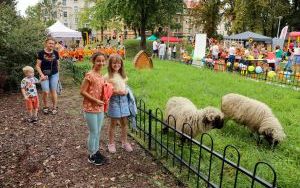 Święto Dyni przeżyjmy to jeszcze raz (4)
