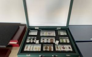 Ekorycerze (3)