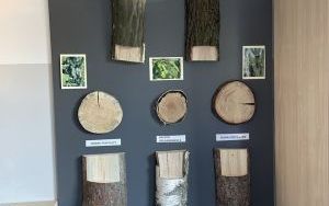 Ekorycerze (10)