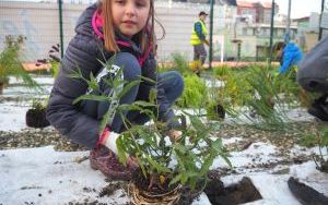 Uczniowie z SP13 sadzą rośliny w ogrodzie deszczowym (8)