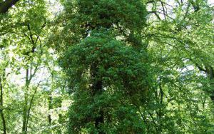 BLUSZCZ POSPOLITY - Hedera helix - nr 336 (1)