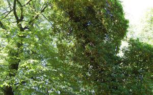 BLUSZCZ POSPOLITY - Hedera helix - nr 336 (2)
