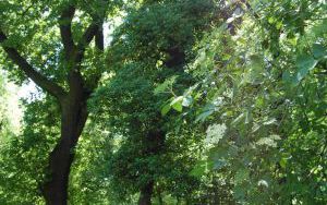 BLUSZCZ POSPOLITY - Hedera helix - nr 336 (3)