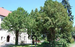 CIS POSPOLITY - Taxus baccata - nr 346 (1)