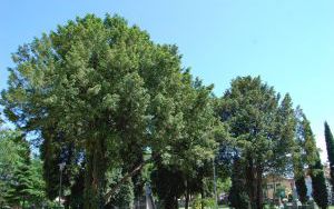CIS POSPOLITY - Taxus baccata - nr 346 (2)