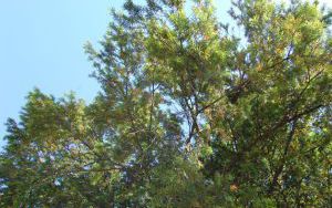 CIS POSPOLITY - Taxus baccata - nr 346 (3)