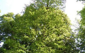 CYPRYŚNIK BŁOTNY  - Taxodium distichum - nr 334 (1)