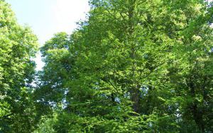 CYPRYŚNIK BŁOTNY  - Taxodium distichum - nr 334 (3)